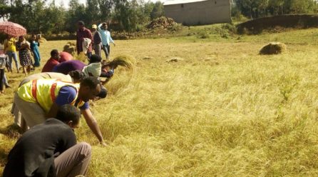 የኤጀንሲው ጎንደር ቅርንጫፍ ሰብል በመሰብሰብ አቅመ ደካሞችን እየረዳ መሆኑን ገለፀ፡፡ ========================